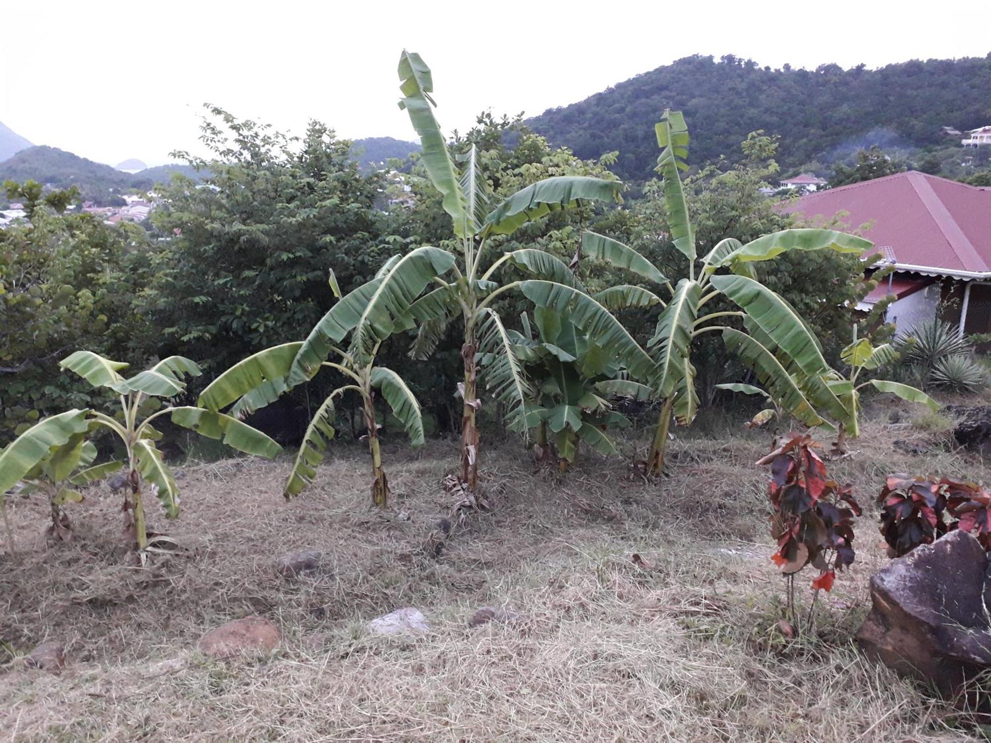 Villa KAZ ANOLI vue époustouflante sur la baie Terre-de-Bas Exterior foto